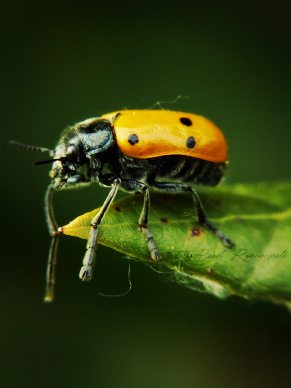 Mi presento con Netocia cuprea, Altica sp. e Lachnaia italica ...